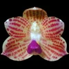 Phalaenopsis javanica thumb.jpg