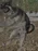 Jumpingdog