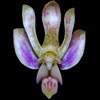 Phalaenopsis minus thumb.jpg