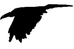 Raven