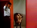 Song1-cow