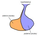 Pituitary gland representation.png