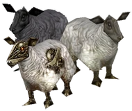 Sheep