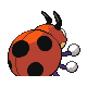 Ledyba espalda G4