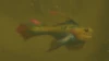 Sawfin Frenzy