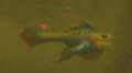 Sawfin Frenzy.jpg