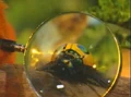 02 Magnified Bug.jpg