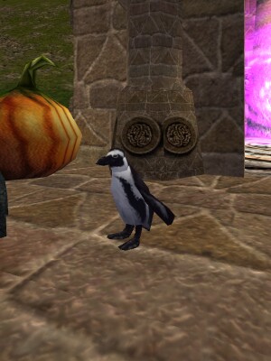 pet penguin looks