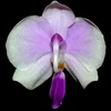 Phalaenopsis lowii thumb.jpg