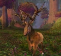 Wild Buck.JPG