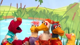 Elmo's Ducks