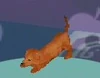 The Dachshund