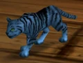 Silver Tabby.jpg