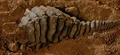 Ceti Eel