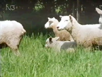 StrasseSheep