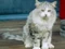 Chat m.jpg