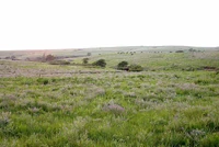 NoowetGrasslands