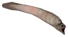 Leech HL2