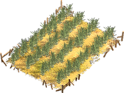 Sugar field