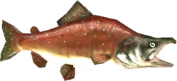 Reekfish