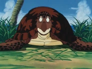 Turtles