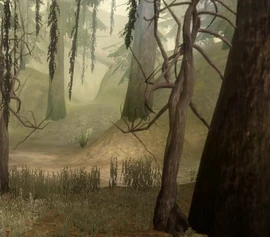 Area-Brecilian Forest