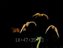 Unima1980 15