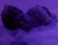 Frozen prisoner on Rura Penthe.jpg