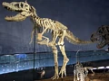 Tarbosaurus skeleton