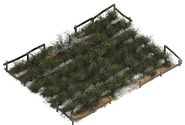 Silk field