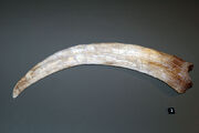 Therizinosaurus clawcast