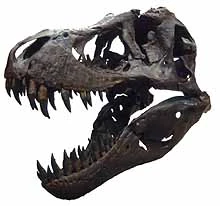 Trex skull