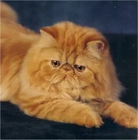 Persian cat