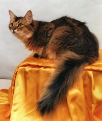 Somali cat 3