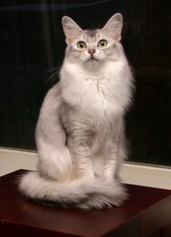 Somali cat