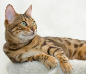 Bengal cat 2.jpg