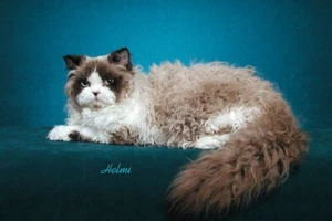 Selkirk Rex cat 2