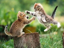 Kittens playing