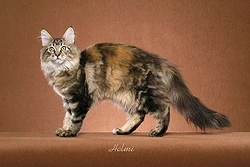 Brownclassictorbie
