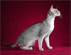 Silvertickedtab2