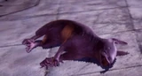 Creature-Spirit Hog