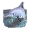 Playful dolphin