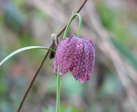 ISE snakefrit.jpg