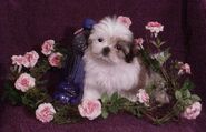 Cute+shih+tzu+puppy+pictures