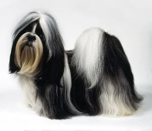 Shih Tzu 5