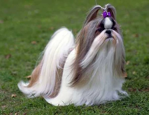 Shih Tzu AKC Top 10