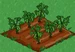 Soybean 66