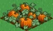 Pumpkin 100