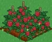 Raspberry extra100