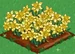 Daffodil extra100